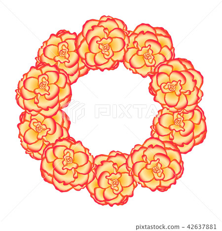 Begonia Flower, Picotee Sunburst Wreath Begonia Flower, Picotee Sunburst Wreath 42637881