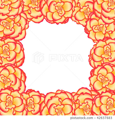 Begonia Flower, Picotee Sunburst Border Begonia Flower, Picotee Sunburst Border 42637883