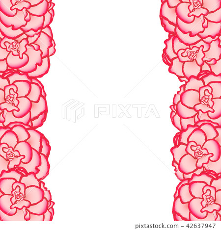 Pink Begonia Flower, Picotee First Love Border 42637947