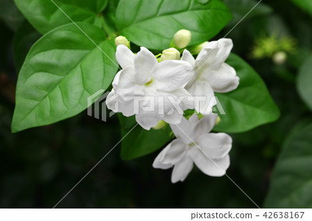 茉莉花 42638167