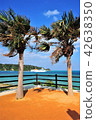 Japan, Okinawa, Ryukyu, seaside, beach, summer, sea, seascape, sunny, sunny 42638350