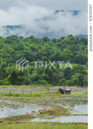 Rice field and mountains in Thailand. Rice field and mountains in Thailand. 42638507