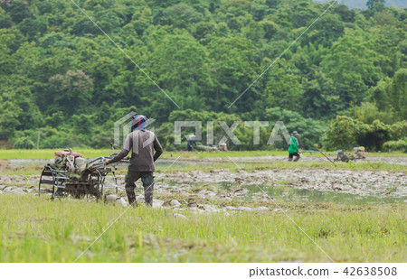 Farmers in Thailand in the rainy season. Farmers in Thailand in the rainy season. 42638508