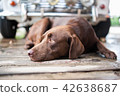 Labrador dog sleeping on the floor 42638687