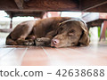 Labrador dog sleeping on the floor 42638688