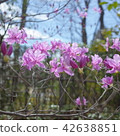 Azalea 42638851