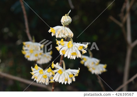 Mitumata flowers Mitumata flowers 42639567