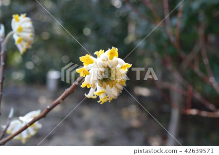 Mitumata flowers Mitumata flowers 42639571