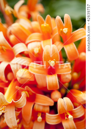 Kaen Kazura Kaen Kazura 42639757