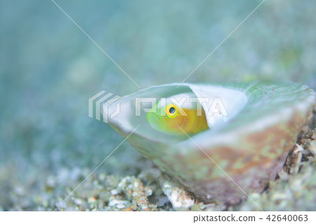 Nakamoto Irowake蝦虎魚 Nakamoto Irowake蝦虎魚 42640063