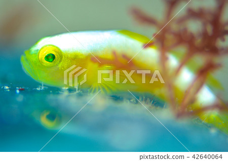 Nakamoto Irowake goby 42640064