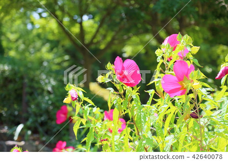 泰坦比卡斯花 42640078