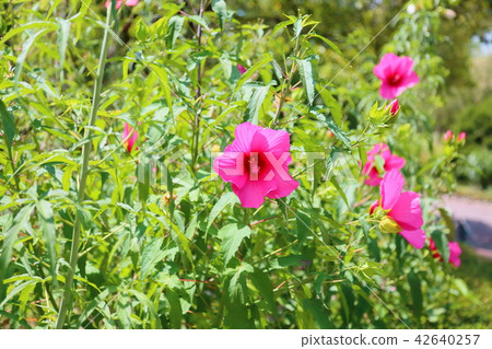 Titan Bikas Flower 42640257