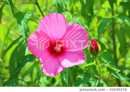 Titan Bikas Flower 42640258