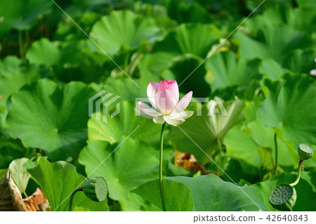 淺紅色的花朵蓮花,乾淨利落 淺紅色的花朵蓮花,乾淨利落 42640843