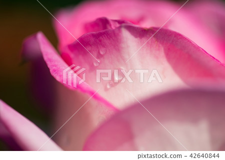 Pretty rose flowers clad in water drops Pretty rose flowers clad in water drops 42640844