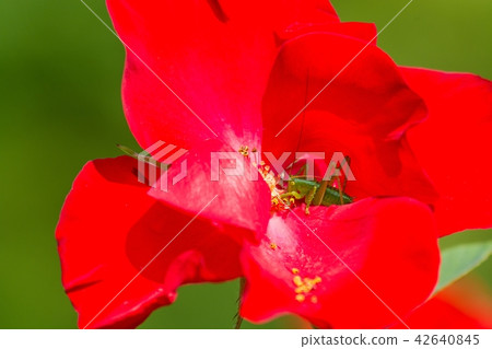 Grasshopper in a rose flower meal Grasshopper in a rose flower meal 42640845