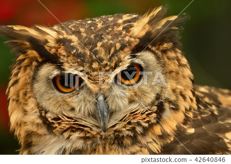 Large round eyes are cute Bengalu Ebashi Large round eyes are cute Bengalu Ebashi 42640846