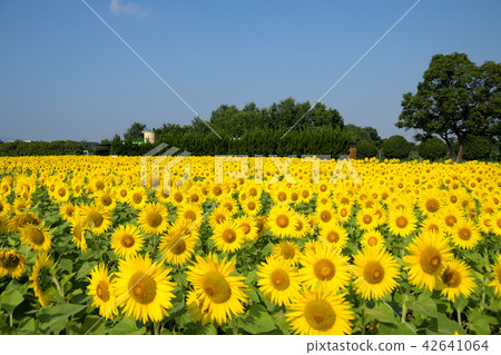 Sunflower field Sunflower field 42641064