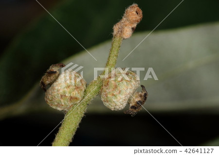 Natural plant Konara, fruit in the middle of May. Flowers that bloomed in spring will be splendid acorn in the fall of that year Natural plant Konara, fruit in the middle of May. Flowers that bloomed in spring will be splendid acorn in the fall of that year 42641127