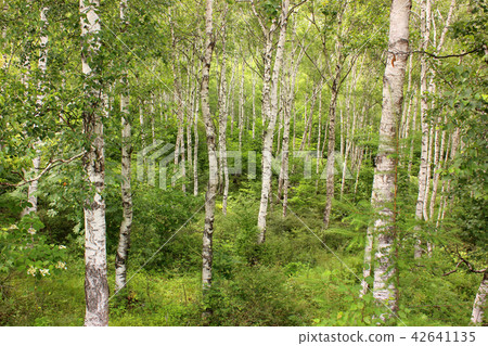 Yachiho Plateau of Midsummer (1) Yachiho Plateau of Midsummer (1) 42641135