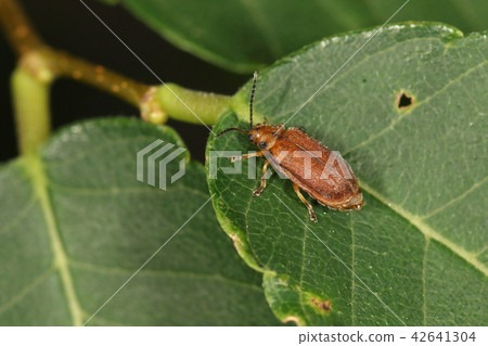 Creatures Insects Nerehamushi, red brown body has four eyelets? I will make the leaves of elm and zelkova rust Creatures Insects Nerehamushi, red brown body has four eyelets? I will make the leaves of elm and zelkova rust 42641304