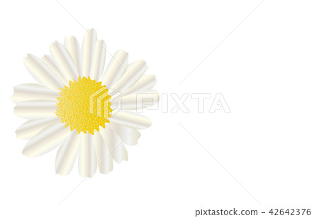 Prefecture simple flower Hyogo Nojigiku 42642376
