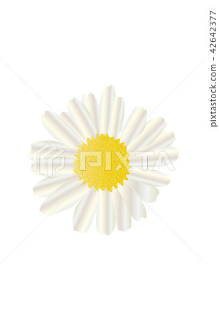 Prefecture simple flower Hyogo Nojigiku Prefecture simple flower Hyogo Nojigiku 42642377