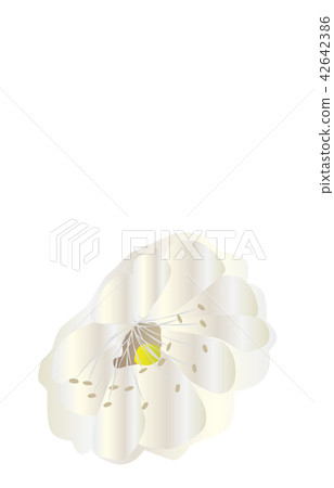 縣花簡單的大分Bungo梅 42642386