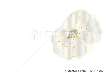 Prefectural Flower Simple Oita Bungo ume 42642387