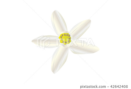 Prefecture Flower Simple Tokushima Suidachi 42642408