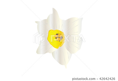 Prefectural Flower Simple Fukui Daffodils Prefectural Flower Simple Fukui Daffodils 42642426