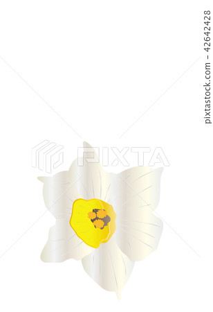 縣花簡單Fukui黃水仙 42642428