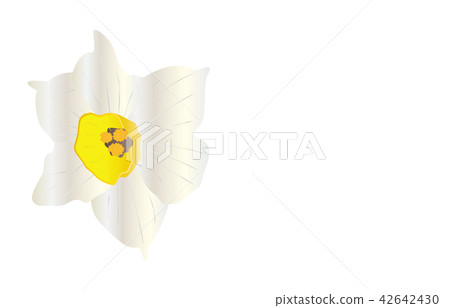 Prefectural Flower Simple Fukui Daffodils Prefectural Flower Simple Fukui Daffodils 42642430
