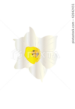 Prefectural Flower Simple Fukui Daffodils 42642431