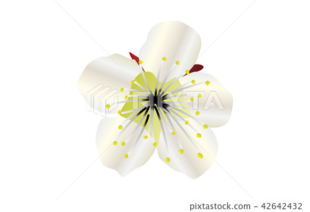 縣花簡單的福岡梅 縣花簡單的福岡梅 42642432