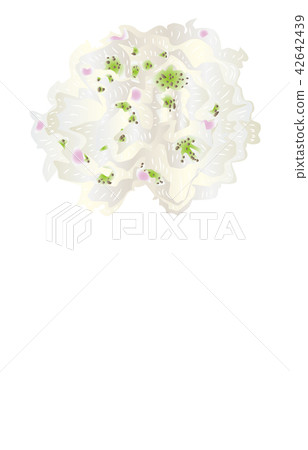 Prefectural Flower Simple Fukushima Nemoto Rhododendron 42642439