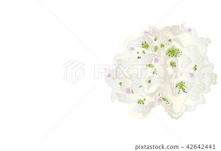 Prefectural Flower Simple Fukushima Nemoto Rhododendron 42642441