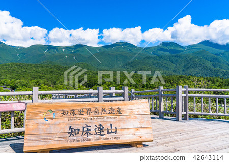 “北海道”夏天知床·知床山脈和樹道 42643114