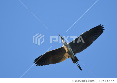 “Aosagi”在夕陽的光線下跳舞 42643277