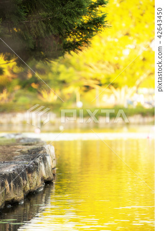 Beautiful lake in Springfield Lakes. 42643450