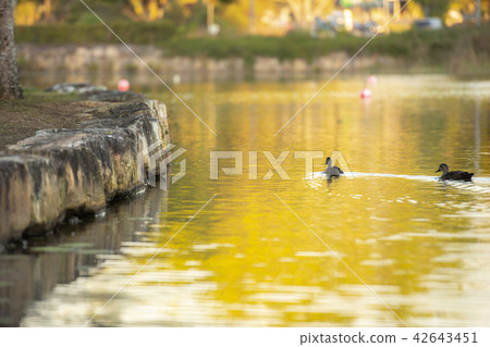 Beautiful lake in Springfield Lakes. 42643451