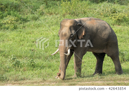 Asian elephants is eating solid in Thailand forest 42643854