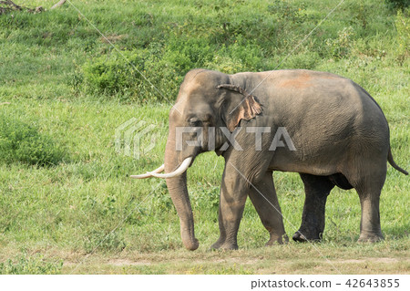 Asian elephants is eating solid in Thailand forest 42643855