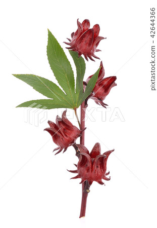 Hibiscus sabdariffa or roselle fruits Hibiscus sabdariffa or roselle fruits 42644366