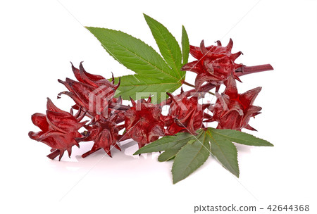 Hibiscus sabdariffa or roselle fruits 42644368
