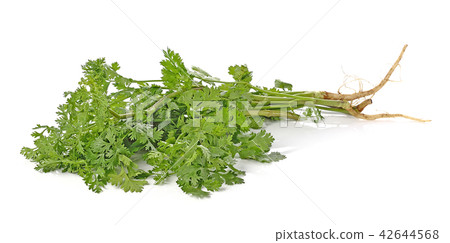 parsley isolated on white background. 42644568