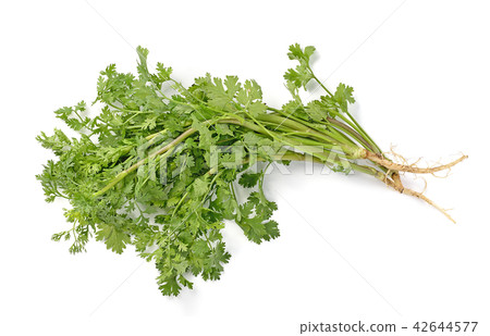 parsley isolated on white background. 42644577
