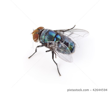 fly on a white background 42644594
