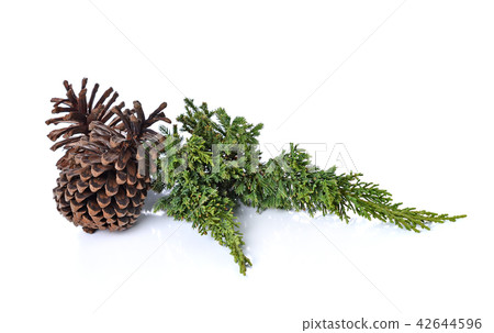 Big set of cones various coniferous trees on white 42644596
